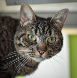 Close-up portrait of a cat