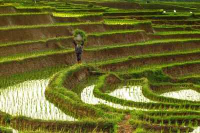 Farmer working at farm