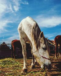 Horse grazing on field against sky