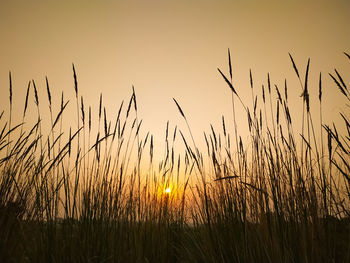 Silhouette plants growing on field against sky during sunset