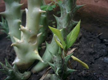 Close-up of fresh green plants on field