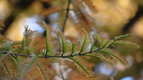 Close-up of pine tree