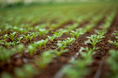 Plants growing on field