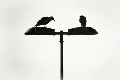 Low angle view of silhouette perching on pole against clear sky