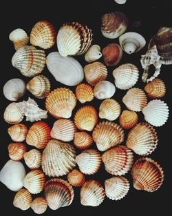 Full frame shot of seashells on table