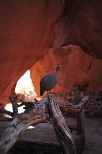 Close-up of bird perching on wood