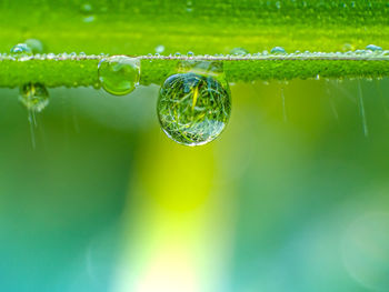 Close-up of water drops on plant