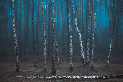 Close-up of icicles hanging on wall in forest