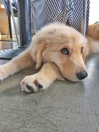 Close-up of dog relaxing on floor