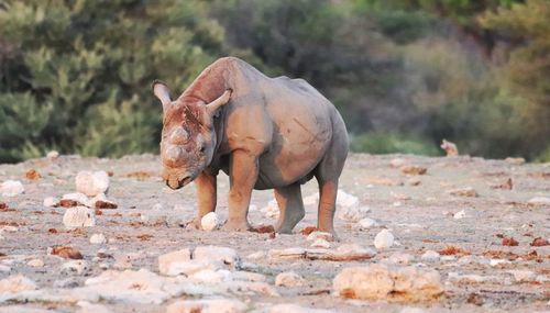 Elephant standing on land