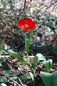 Close-up of poppy blooming on field