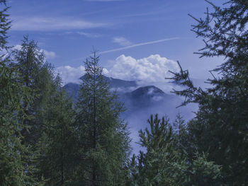 Low angle view of trees against sky