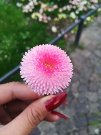 Cropped hand holding pink flower