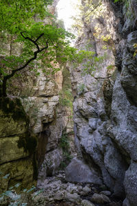 Low angle view of rock amidst trees in forest