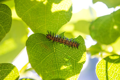 Close-up of insect on leaves