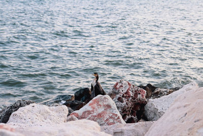 Birds on rock in sea