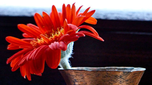 Close-up of red flower