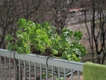 Close-up of fresh green plants on field against railing