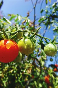 Close-up of cherries on tree