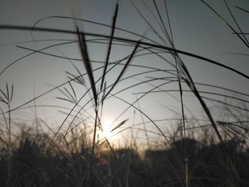 Close-up of silhouette grass on field against sunset sky