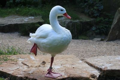 Close-up of bird perching