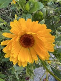 plant