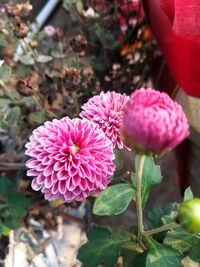 Close-up of pink flowering plant