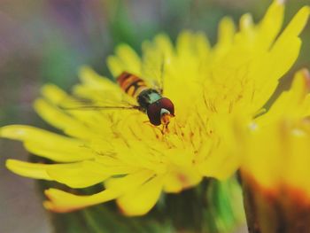 Close-up of bee on yellow flower