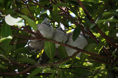 Low angle view of bird perching on tree