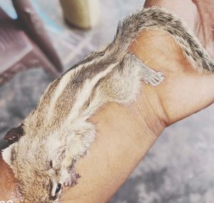 Close-up of hand holding cat