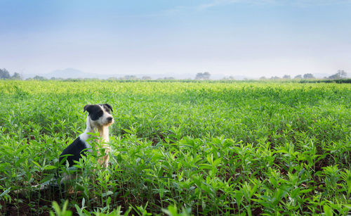 Dog in a field