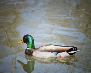 Duck swimming on lake