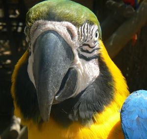 Close-up of a parrot