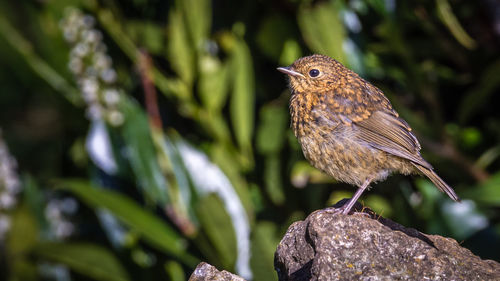 Close-up of bird perching on tree