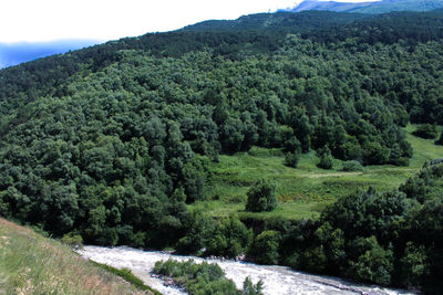 Scenic view of forest against sky