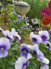 Close-up of purple crocus flowers