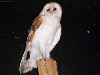 Close-up of a bird perching on wooden post