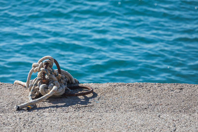 High angle view of lizard on beach