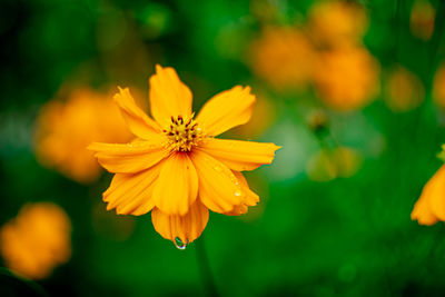 Close-up of yellow cosmos flower