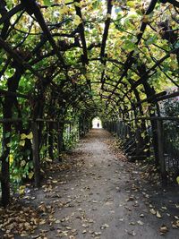 Footpath amidst leaves in park