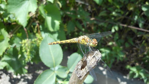 Close-up of dragonfly