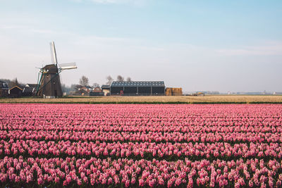 View of flowering plants on field against sky