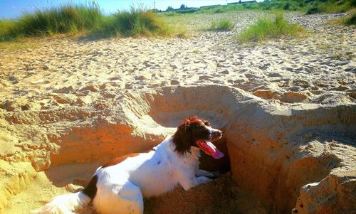 Dog sticking out tongue