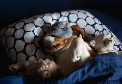 Close-up of cat lying on bed at home