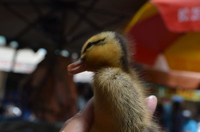 Close-up of hand holding bird