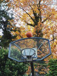 Low angle view of basketball hoop against trees during autumn
