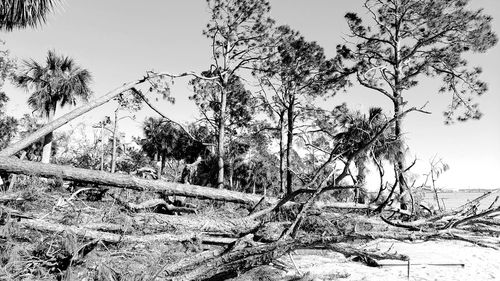 Trees in forest against sky