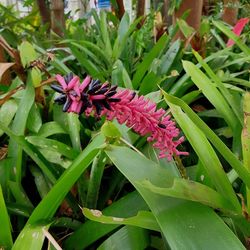 Close-up of insect on plant