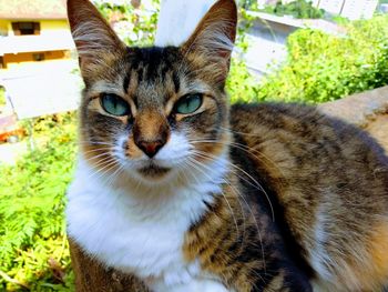 Close-up portrait of tabby cat