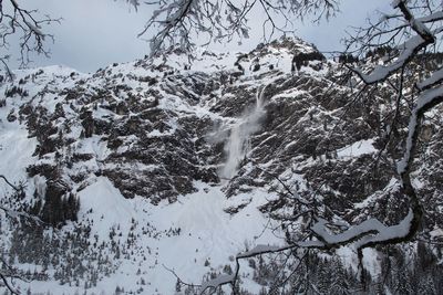 Snow covered trees in forest